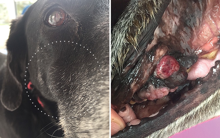 Tumeur de la bouche carcinome épidermïde de la gencive chez un chien