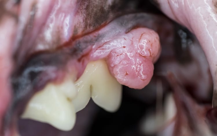Tumeur de la bouche épulis chez le chien 