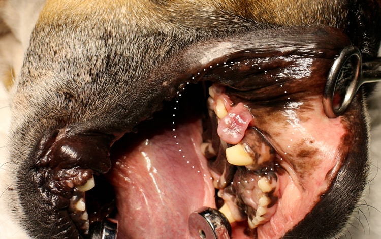Tumeur de la bouche épulis chez le chien 
