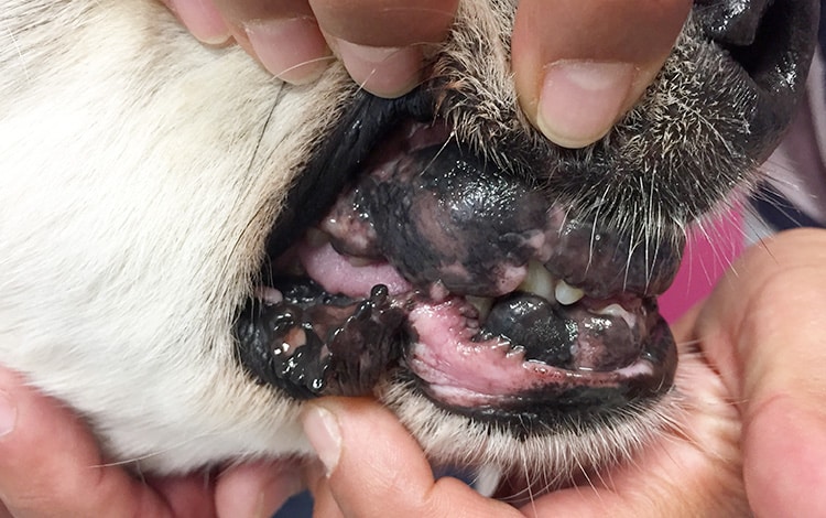 Tumeur de la bouche chez le chien sur la gencive