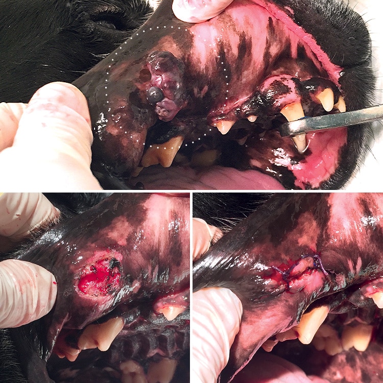 Tumeur de la bouche mélanome chez le chien