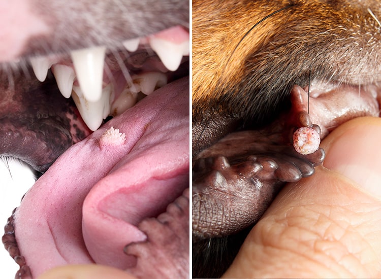 Tumeur de la bouche papillome chez le chien