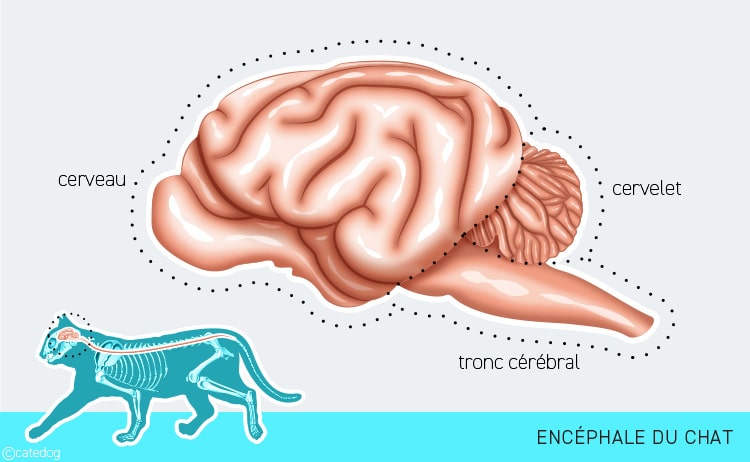 Tumeur du cerveau ou encéphale chez le chat