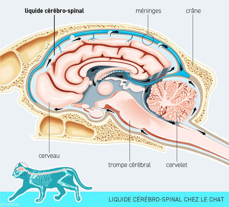 Tumeur du cerveau ou encéphale chez le chat