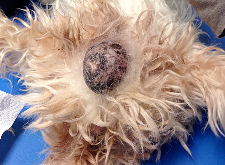 Tumeur testiculaire chez le chien