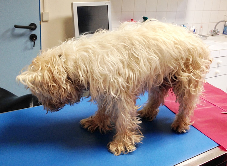 Tumeur du cerveau chez un chien avec augmentation de la tension intracrânienne