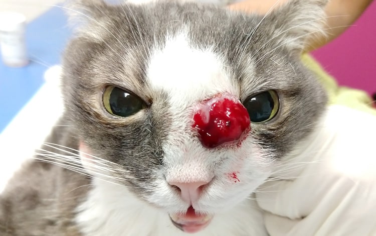 Tumeur maligne fibrosarcome sur le nez d'un chat