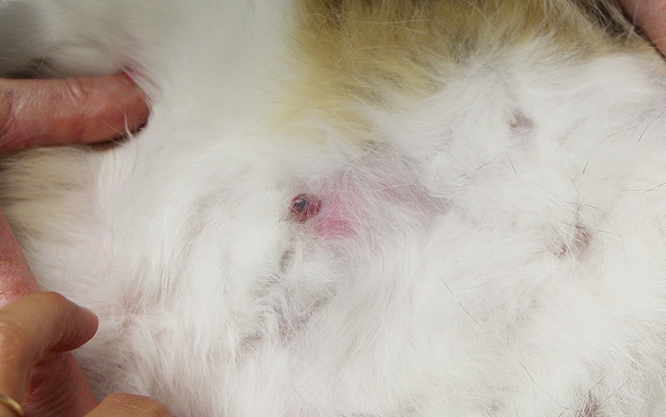 Tumeur mammaire chez une chatte avec présence d'un nodule