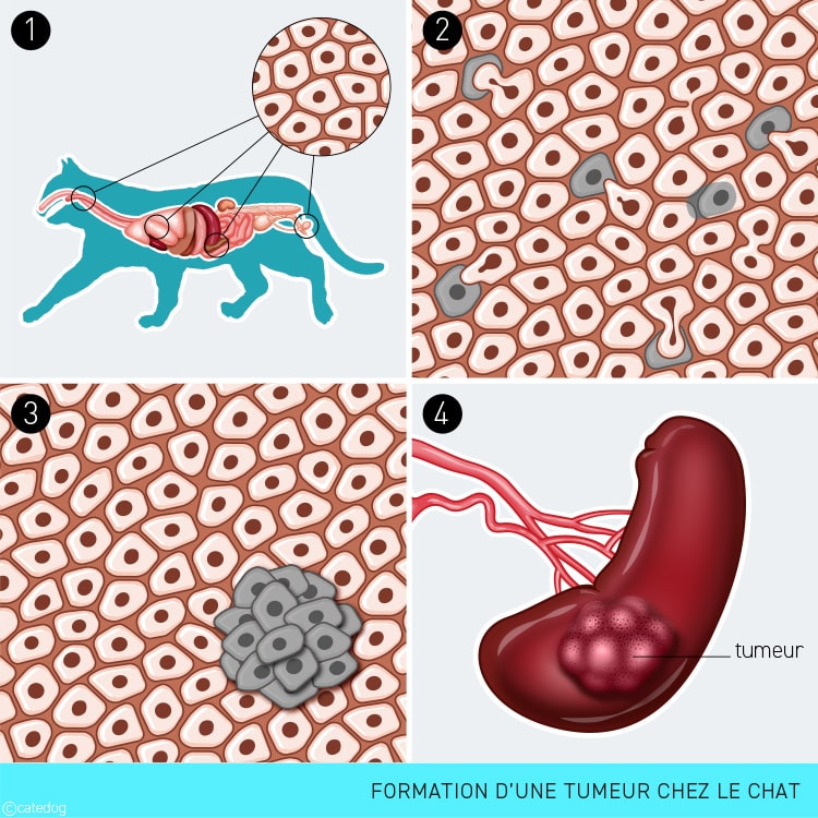 Formation d'une tumeur et métastases chez le chat en photo