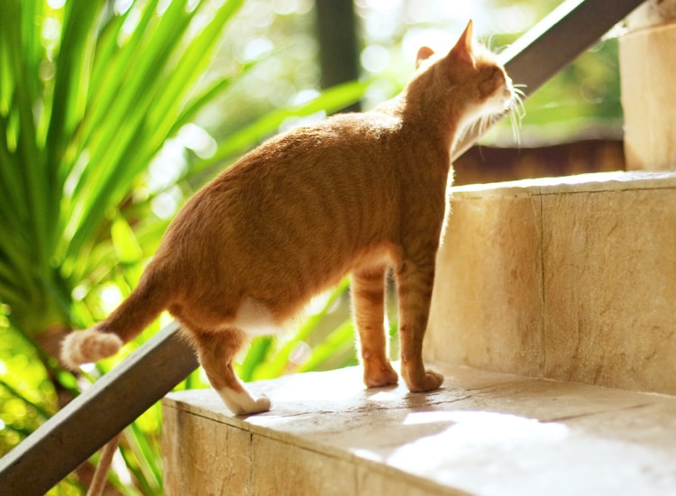 Tumeur osseuse et amputation de la patte d'un chat en traitement d'un ostéosarcome