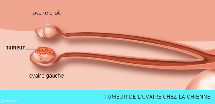 Tumeur de l'ovaire de l'appareil génital de la chienne
