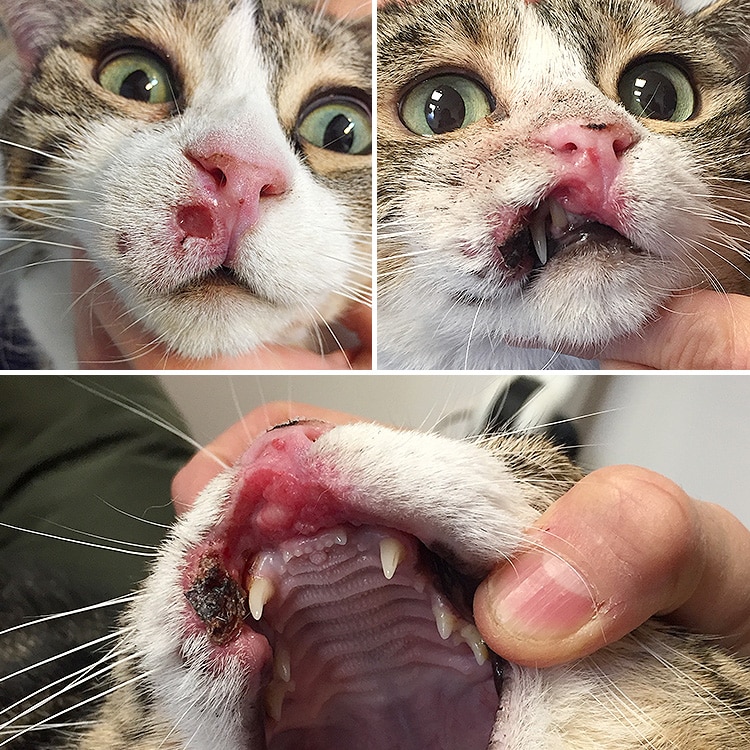 Evolution d’un carcinome épidermoïde sur la peau d'un chat