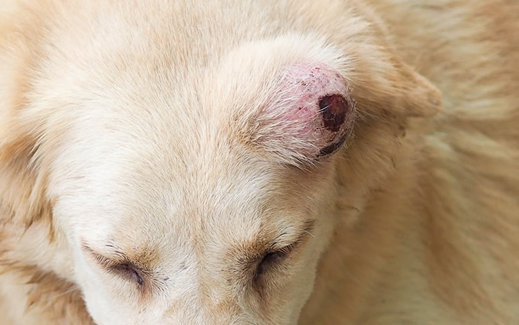Tumeur de la peau fibrosarcome sur la tête d’un chien