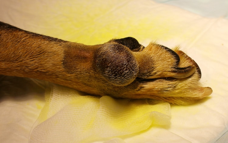 Tumeur de la peau fibrosarcome sur la patte d’un chien