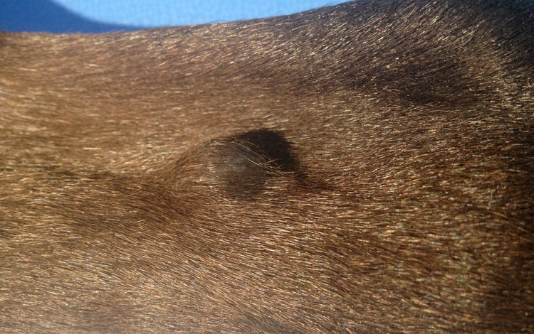 Tumeur de la peau hémangiome chez un chien