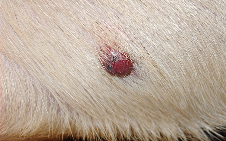 Tumeur de la peau hémangiosarcome chez un chien