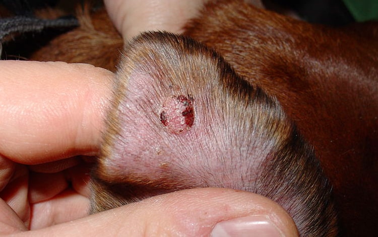 Tumeur de la peau histiocytome sur l'oreille d’un chien