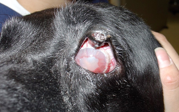Hyperplasie adénomateuse d’une glande de Meibomius associée à un glaucome chez un chien