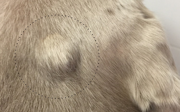 Tumeur de la peau lipome sur la tête d’un chien
