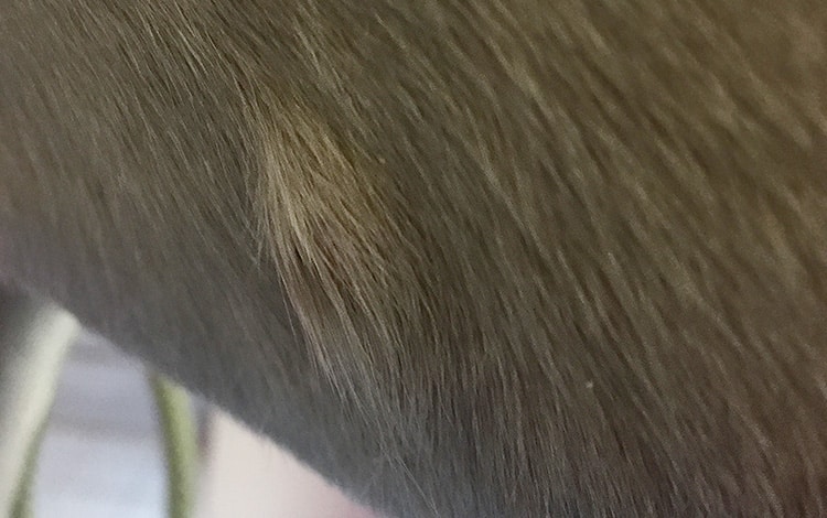 Tumeur de la peau nodule chez un chat