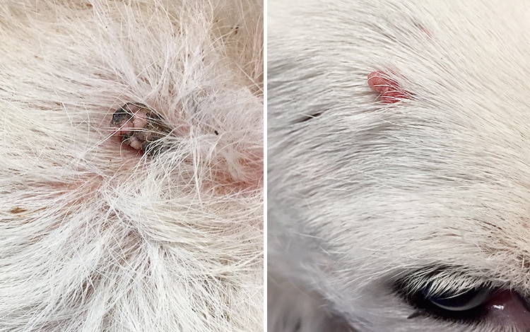 Tumeur de la peau verrue chez un chien