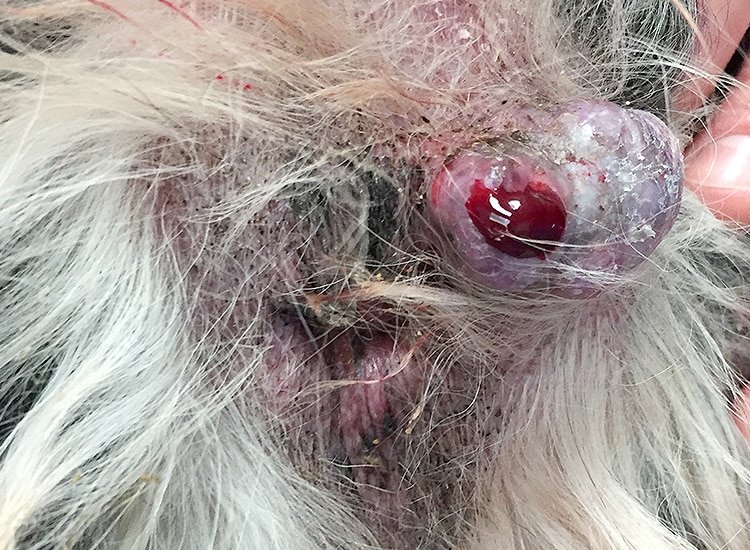 Tumeur ulcérée et sanguinolente de la glande anale droite chez un chien