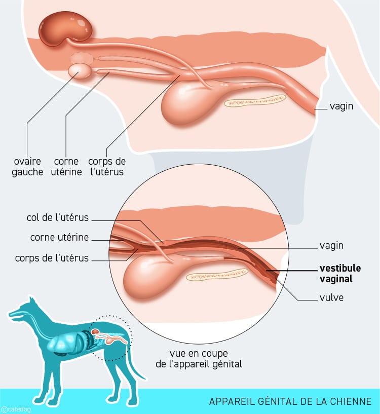 Tumeur Sarcome de Sticker et vestibule vaginal de la chienne