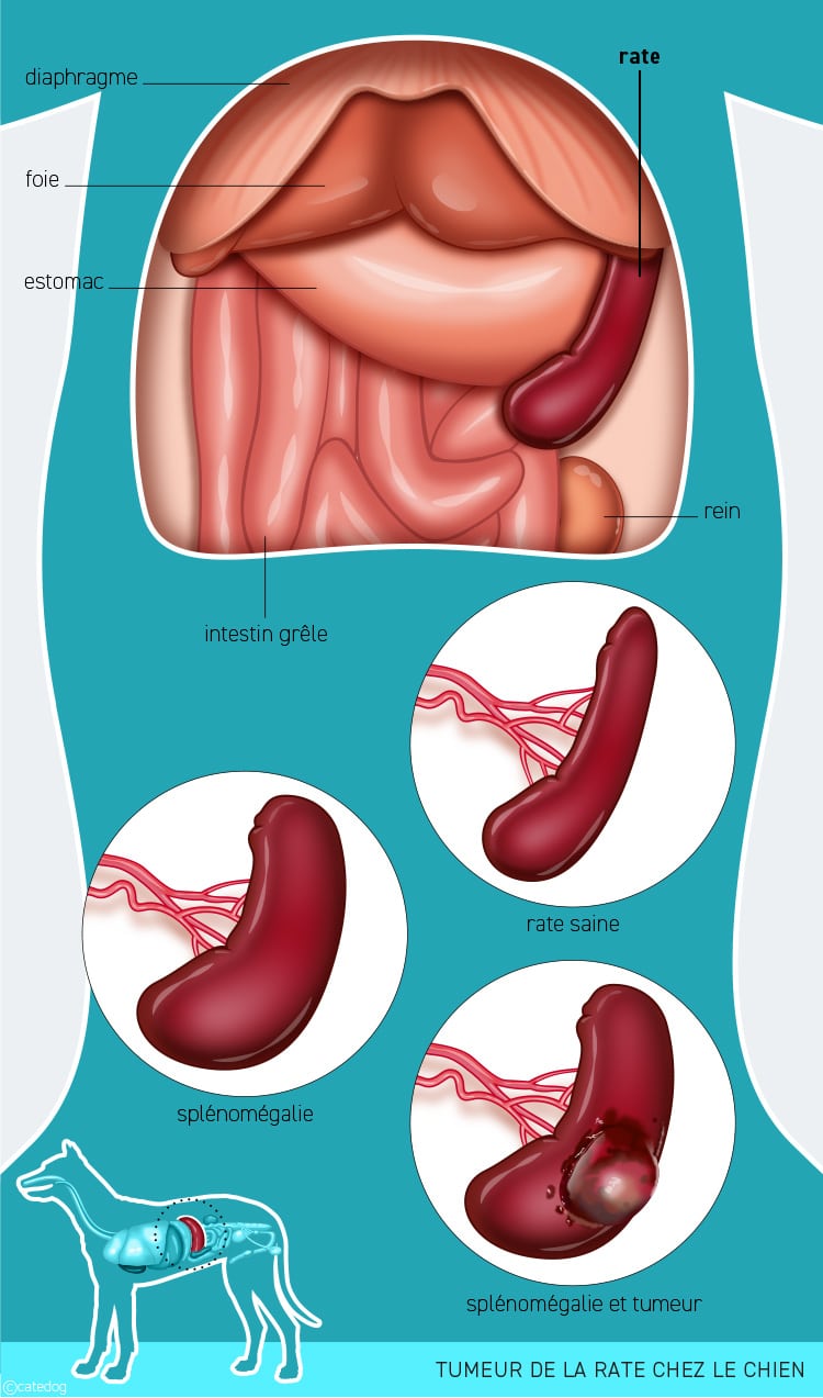 Tumeur et splenomegalie de la rate chez le chien