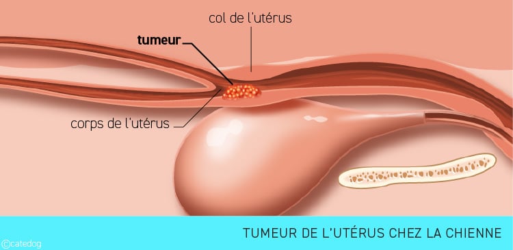 Tumeur de l'utérus de l'appareil génital de la chienne