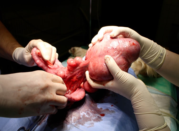 Ovario-hystérectomie et retrait d'une tumeur de l'utérus chez une chienne