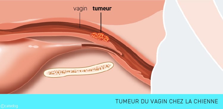 Tumeur du vagin de l'appareil génital de la chienne