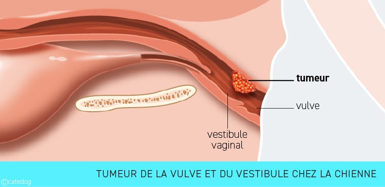 Tumeur de la vulve et du vestibule de l'appareil génital de la chienne