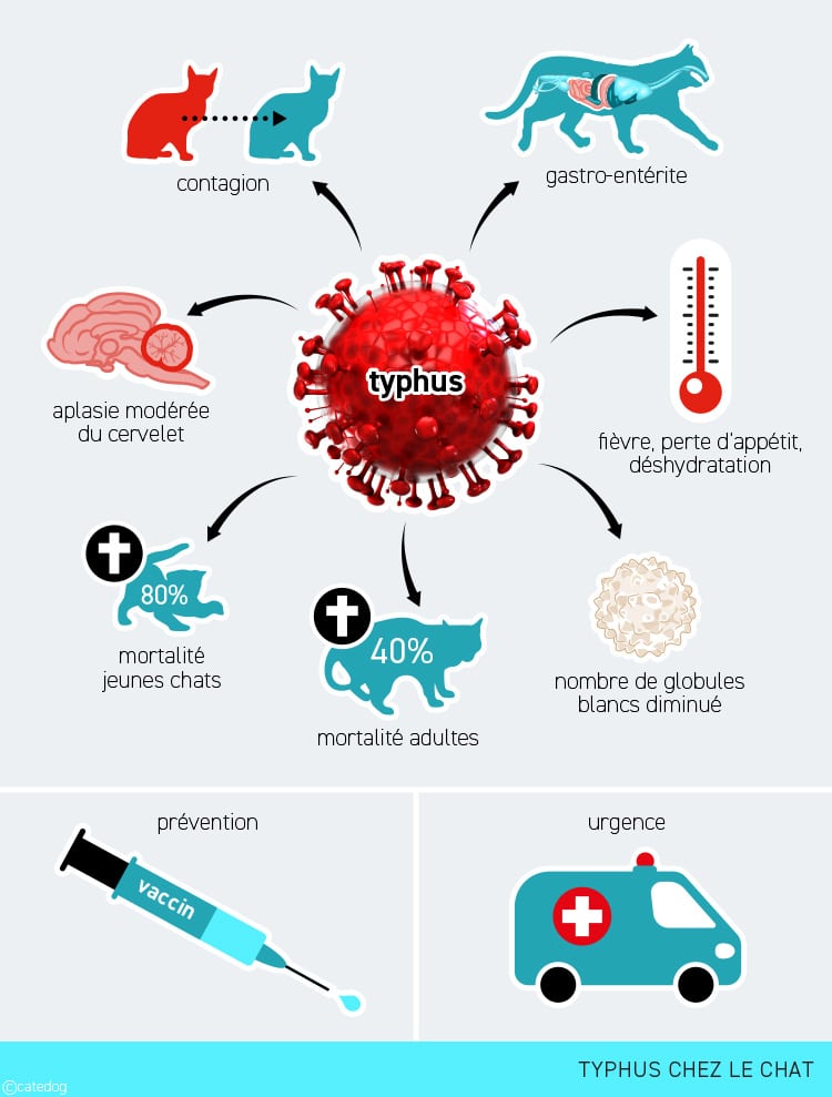 Typhus chez le chat