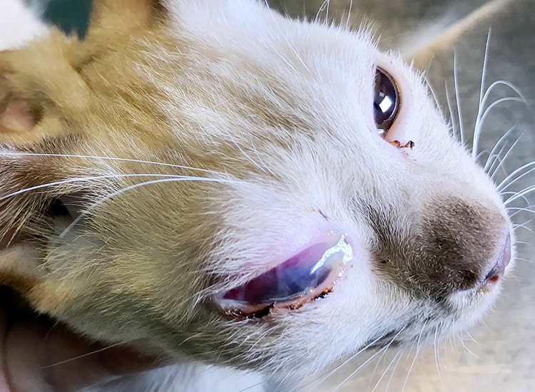 Uvéite de l'œil bleu chez le chat