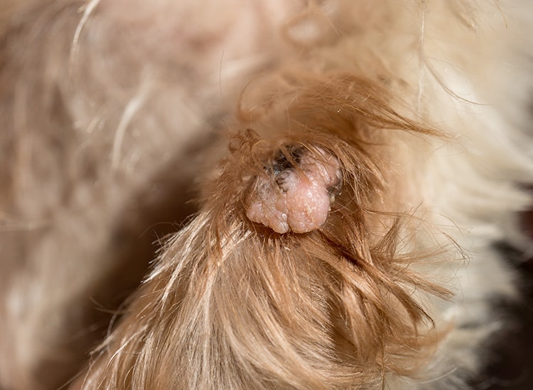 Verrue de couleur marron sur un chien