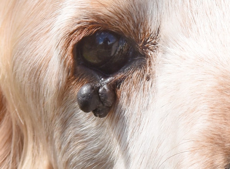 Verrue localisée sur la paupière d'un chien Cocker