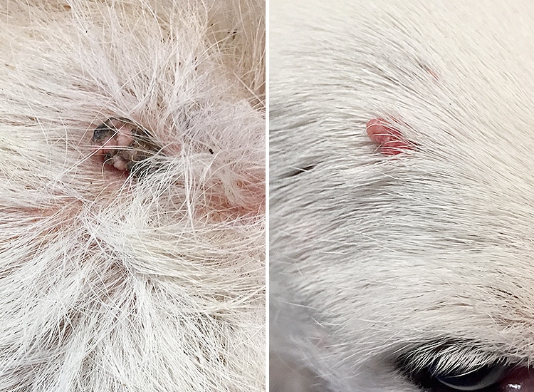 Verrues sur le corps et la tête d'un chien Labrador