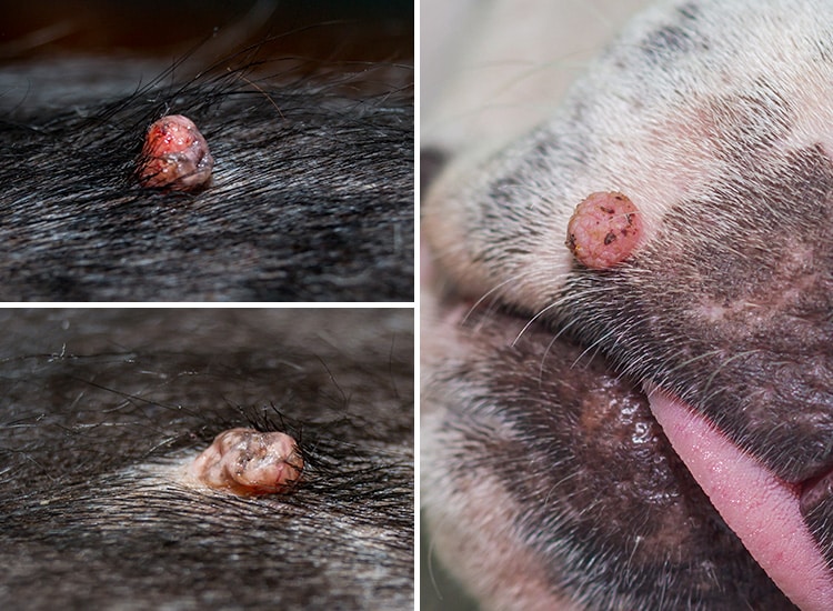 Verrues de couleur rose sur le corps de différents chiens