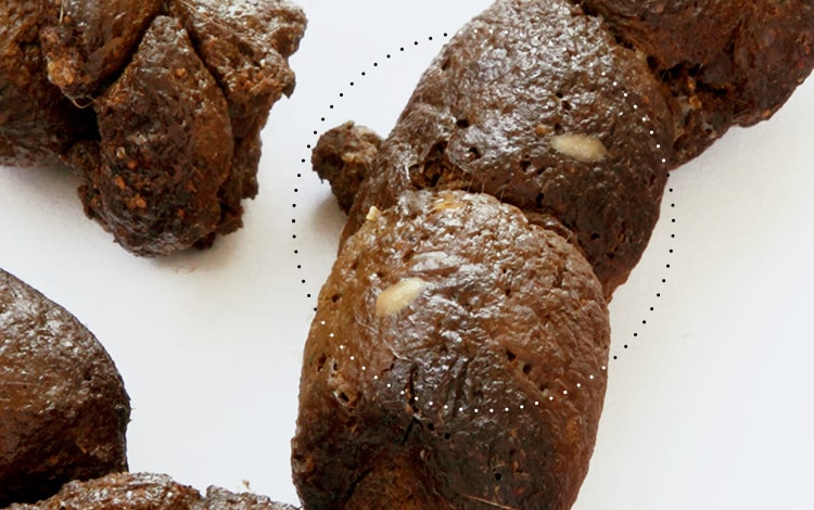 Segments de Dipylidium ou taenia dans les selles d'un chien