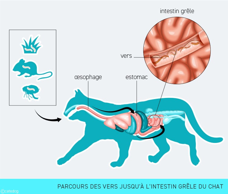 Parcours des vers dans l'intestin grêle du chat et vermifuge