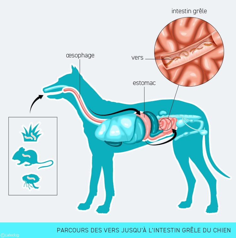 Parcours des vers dans l'intestin grêle du chien et vermifuge