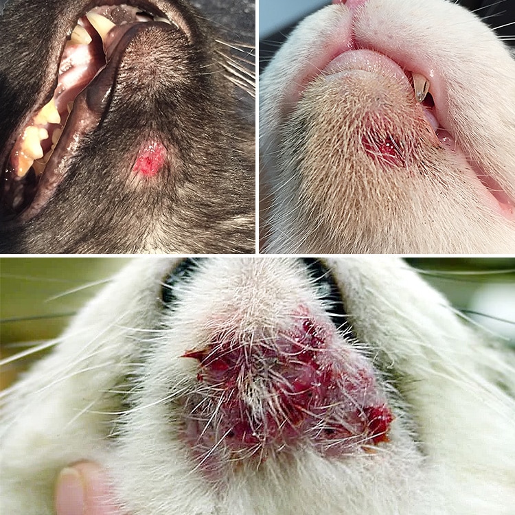 Acné avancée du menton avec saignement chez un chat