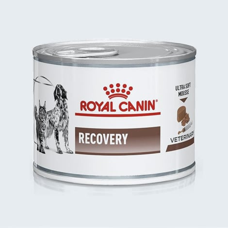 Alimentation pour chien et chat cancéreux Recovery de Royal Canin