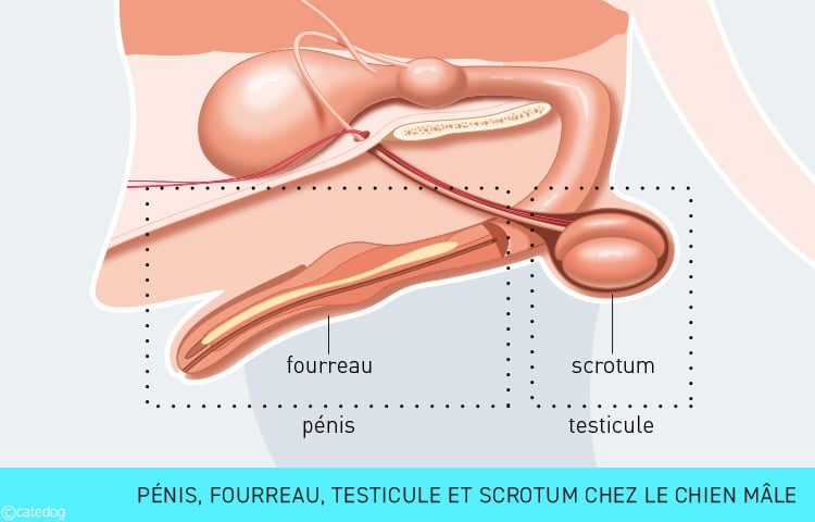 Pénis, fourreau, testicule et scrotum chez le chien mâle