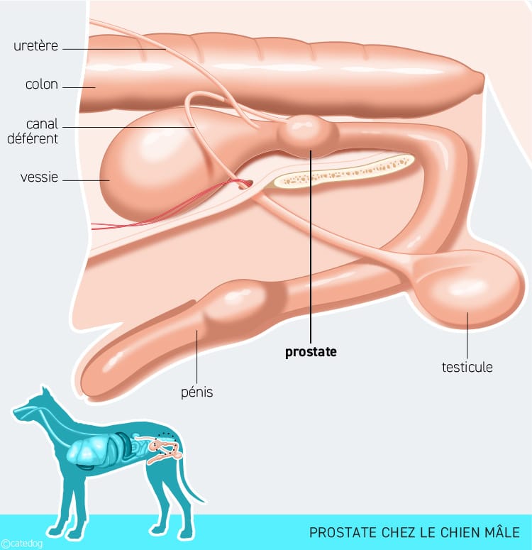 Anatomie de la prostate du chien mâle