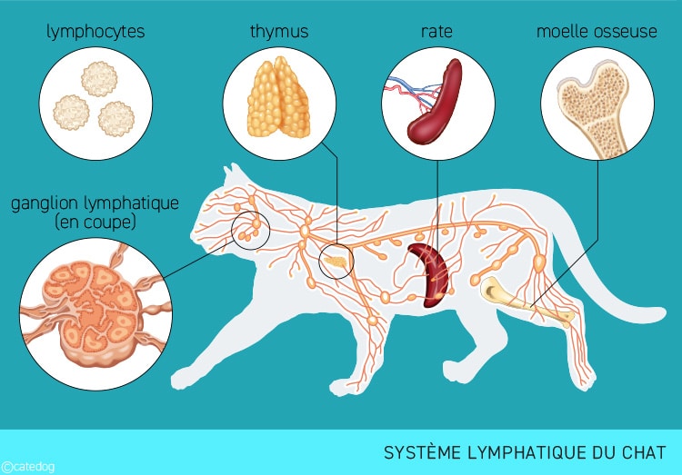 Anatomie du système lymphatique du chat