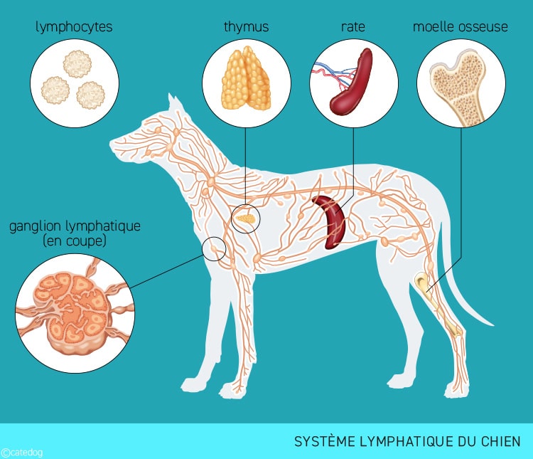 Anatomie du système lymphatique du chien