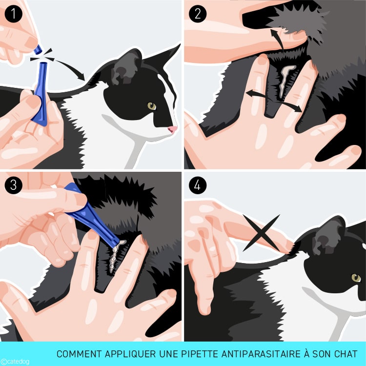 Comment traiter son chat avec une pipette anti puce ou anti tique