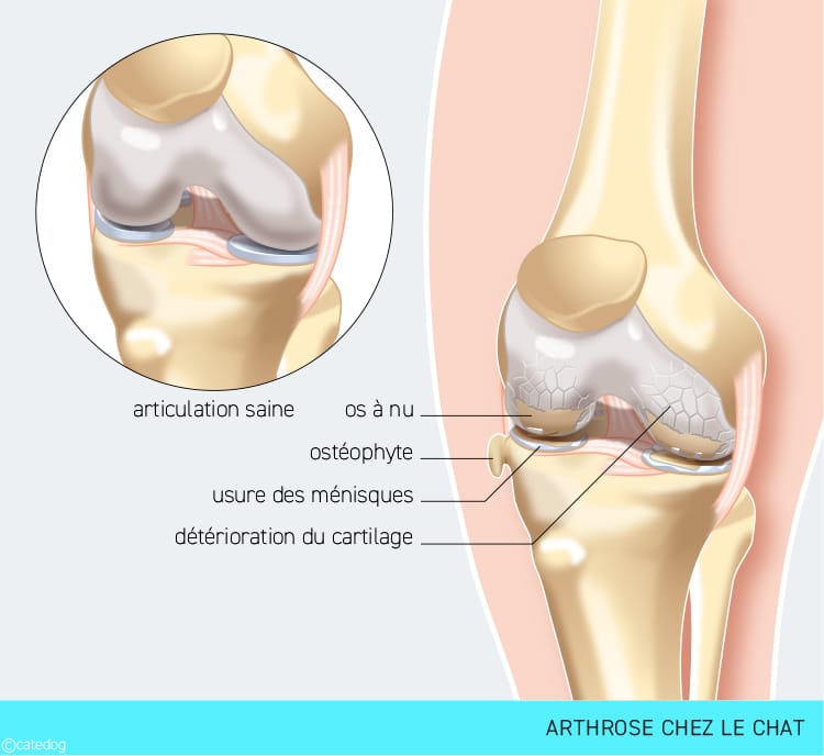 Arthrose sur l'articulation du chat