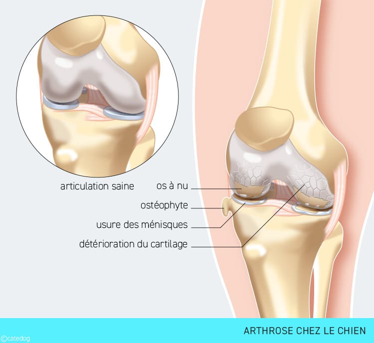 Arthrose sur l'articulation du chien